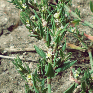 Photographie n°2443216 du taxon Polygonum aviculare L.