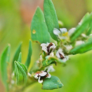 Photographie n°2443218 du taxon Polygonum aviculare L.