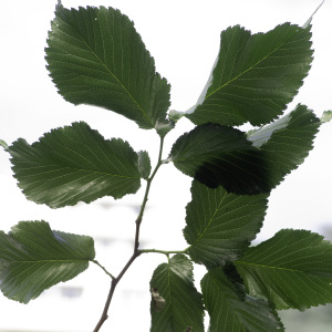 Photographie n°2443222 du taxon Ulmus glabra Huds. [1762]