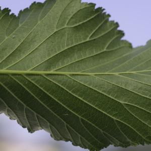 Photographie n°2443223 du taxon Ulmus glabra Huds. [1762]