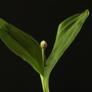 Photographie n°2443235 du taxon Allium victorialis L. [1753]