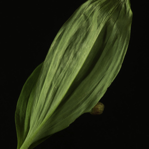 Photographie n°2443237 du taxon Allium victorialis L. [1753]