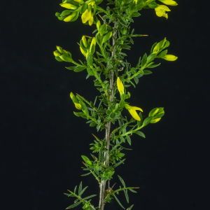 Photographie n°2443263 du taxon Genista anglica L. [1753]