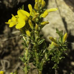 Photographie n°2443269 du taxon Genista pilosa L. [1753]