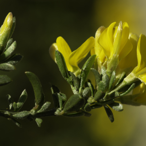 Photographie n°2443272 du taxon Genista pilosa L. [1753]