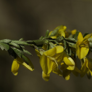 Photographie n°2443273 du taxon Genista pilosa L. [1753]