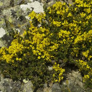 Photographie n°2443276 du taxon Genista pilosa L. [1753]