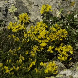 Photographie n°2443277 du taxon Genista pilosa L. [1753]