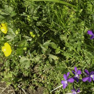 Photographie n°2443303 du taxon Ranunculus acris L. [1753]