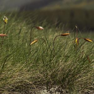 Photographie n°2443311 du taxon Tulipa sylvestris subsp. australis (Link) Pamp. [1914]