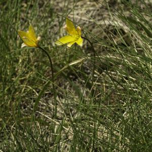 Photographie n°2443315 du taxon Tulipa sylvestris subsp. australis (Link) Pamp. [1914]