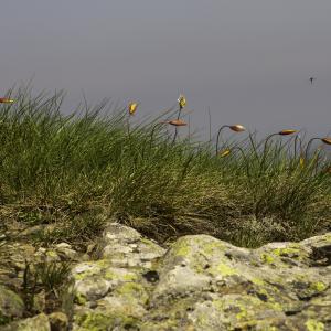 Photographie n°2443316 du taxon Tulipa sylvestris subsp. australis (Link) Pamp. [1914]