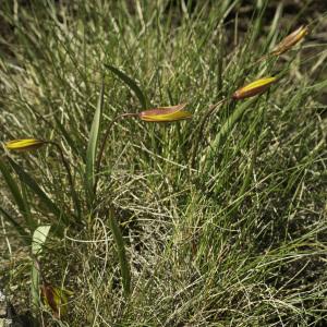 Photographie n°2443319 du taxon Tulipa sylvestris subsp. australis (Link) Pamp. [1914]