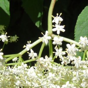 Photographie n°2443349 du taxon Sambucus nigra L. [1753]