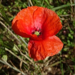 Photographie n°2443390 du taxon Papaver rhoeas L.