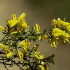 Photographie n°2443433 du taxon Genista pilosa L. [1753]