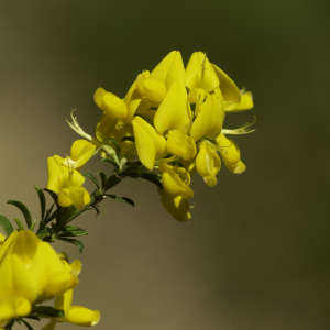 Photographie n°2443436 du taxon Genista pilosa L. [1753]