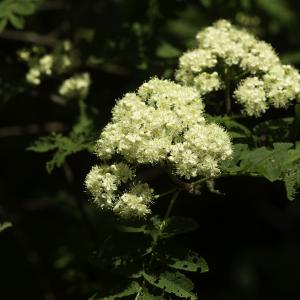 Photographie n°2443473 du taxon Sorbus aucuparia L.