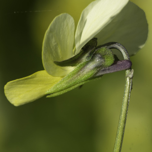 Photographie n°2443513 du taxon Viola arvensis Murray [1770]