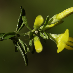 Photographie n°2443521 du taxon Genista pilosa L. [1753]