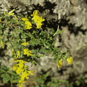 Photographie n°2443523 du taxon Genista pilosa L. [1753]