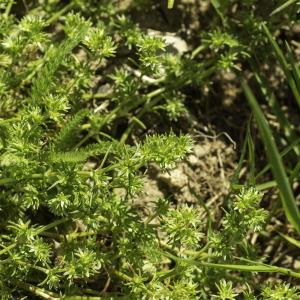 Photographie n°2443533 du taxon Scleranthus uncinatus Schur