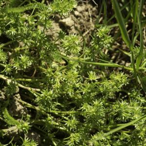 Photographie n°2443534 du taxon Scleranthus uncinatus Schur