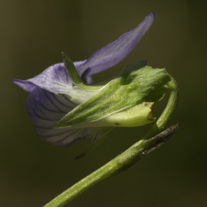 Photographie n°2443536 du taxon Viola canina L. [1753]