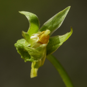 Photographie n°2443537 du taxon Viola canina L. [1753]
