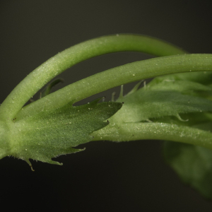 Photographie n°2443538 du taxon Viola canina L. [1753]