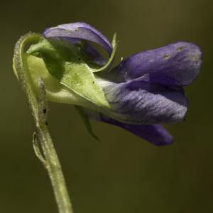 Photographie n°2443540 du taxon Viola canina L. [1753]