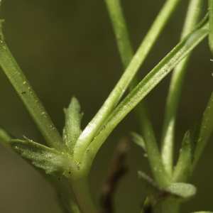 Photographie n°2443541 du taxon Viola canina L. [1753]