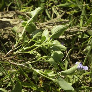 Photographie n°2443542 du taxon Viola canina L. [1753]