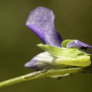 Photographie n°2443544 du taxon Viola canina L. [1753]