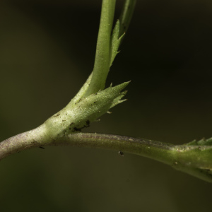 Photographie n°2443547 du taxon Viola canina L. [1753]
