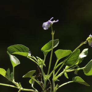 Photographie n°2443548 du taxon Viola canina L. [1753]