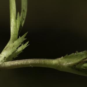Photographie n°2443550 du taxon Viola canina L. [1753]