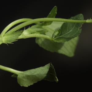 Photographie n°2443551 du taxon Viola canina L. [1753]