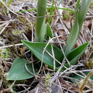 Photographie n°2443553 du taxon Spiranthes spiralis (L.) Chevall.