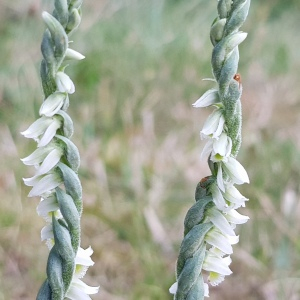 Photographie n°2443554 du taxon Spiranthes spiralis (L.) Chevall.