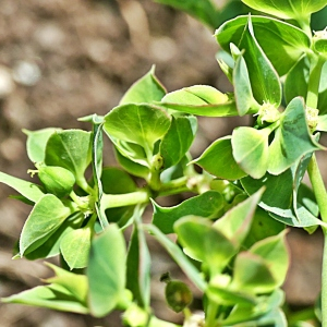 Photographie n°2443557 du taxon Euphorbia falcata L.