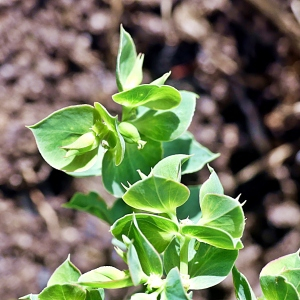 Photographie n°2443558 du taxon Euphorbia falcata L.