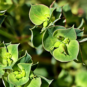 Photographie n°2443562 du taxon Euphorbia falcata L.