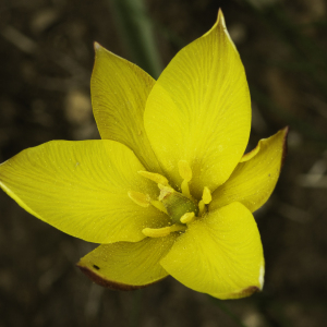Photographie n°2443570 du taxon Tulipa sylvestris subsp. australis (Link) Pamp. [1914]