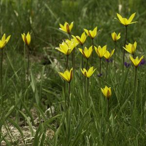 Photographie n°2443572 du taxon Tulipa sylvestris subsp. australis (Link) Pamp. [1914]