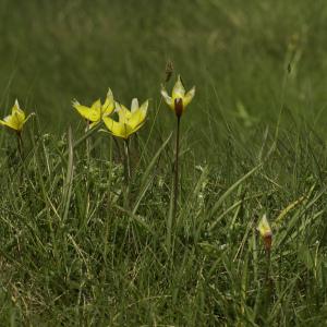 Photographie n°2443579 du taxon Tulipa sylvestris subsp. australis (Link) Pamp. [1914]
