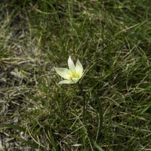 Photographie n°2443580 du taxon Tulipa sylvestris subsp. australis (Link) Pamp. [1914]