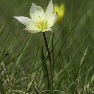 Photographie n°2443581 du taxon Tulipa sylvestris subsp. australis (Link) Pamp. [1914]