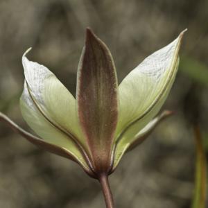 Photographie n°2443582 du taxon Tulipa sylvestris subsp. australis (Link) Pamp. [1914]