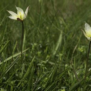 Photographie n°2443585 du taxon Tulipa sylvestris subsp. australis (Link) Pamp. [1914]